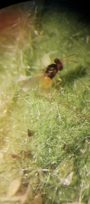 Waspsmagnified