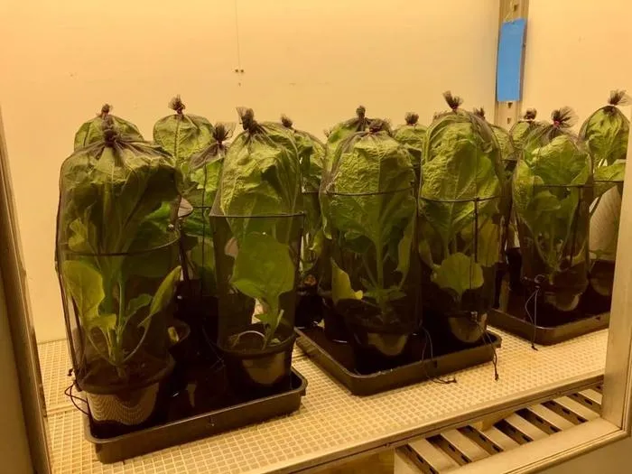 Experimental setup