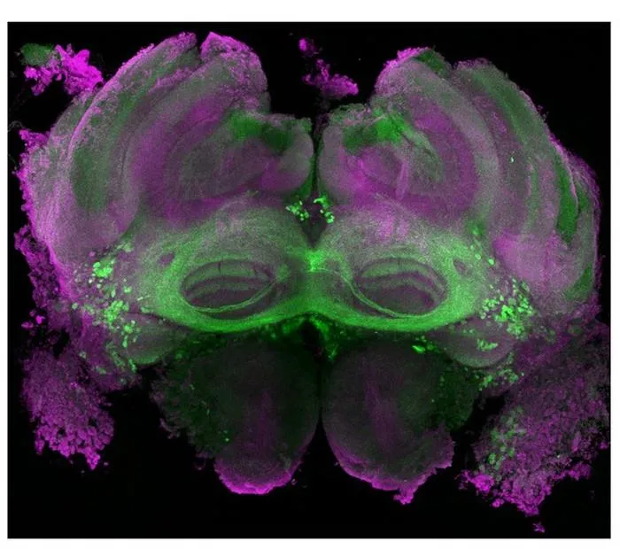Microscopic view of the drone’s brain