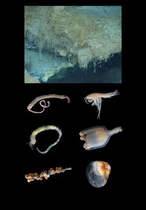 Fauna of the Freya gas hydrate mounds