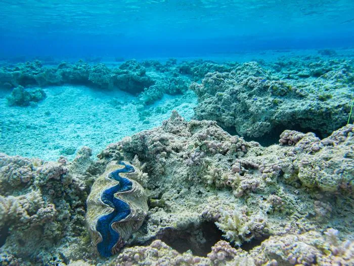 Vibrant blue giant clam with seafloor