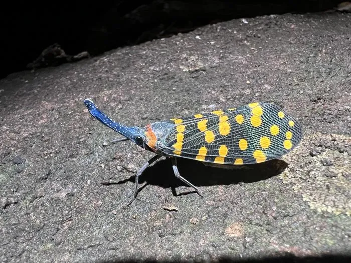 Indian lanternfly