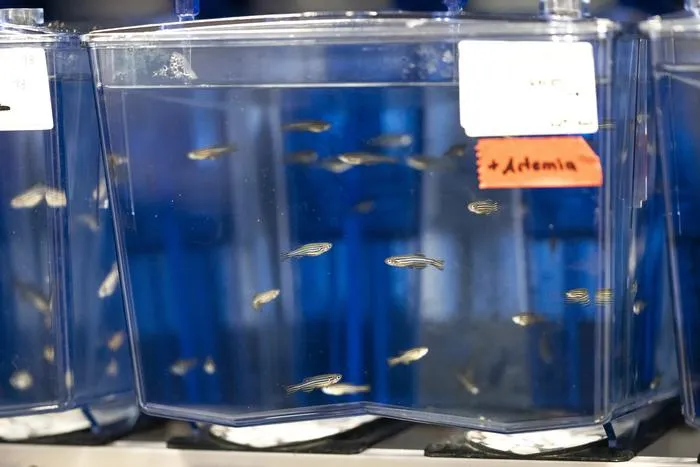 Zebrafish