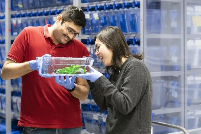 Mishra and Li looking for tiny striped zebrafish hiding behind seagrass