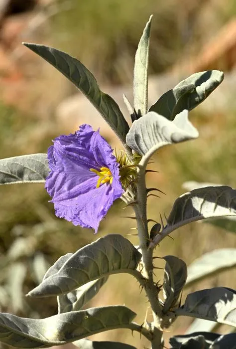 Morphology of Solanum nectarifolium