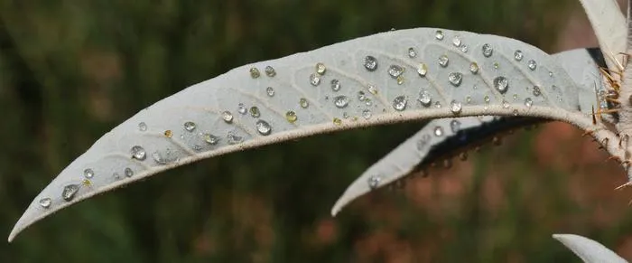 Extrafloral nectaries (EFNs) on the leaves of Solanum nectarifolium.
