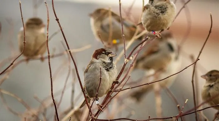 Feeding