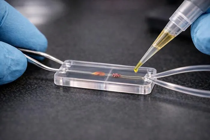 KAIST Demonstrates Potential to Predict Drug Side Effects and Acute Kidney Injury Using a Small Chip​