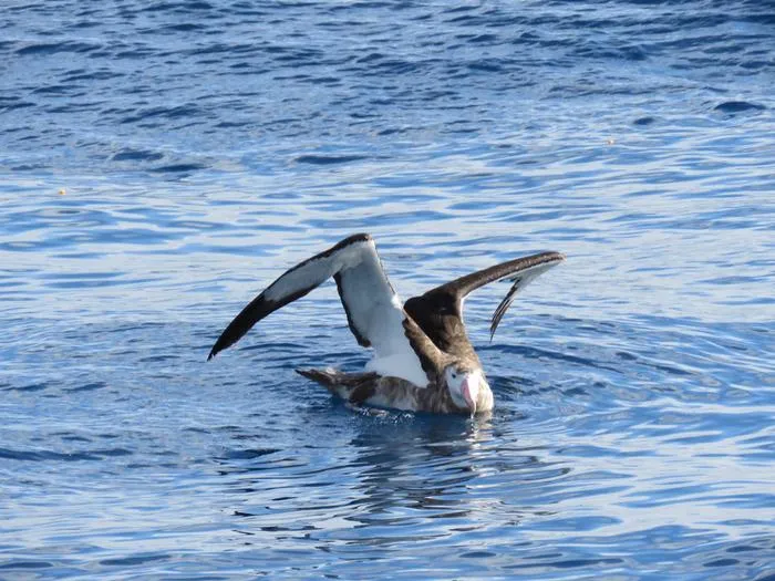Amsterdam albatross