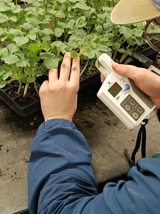 SPAD Measurement of Watermelon Seedlings-Food Waste Compost Study