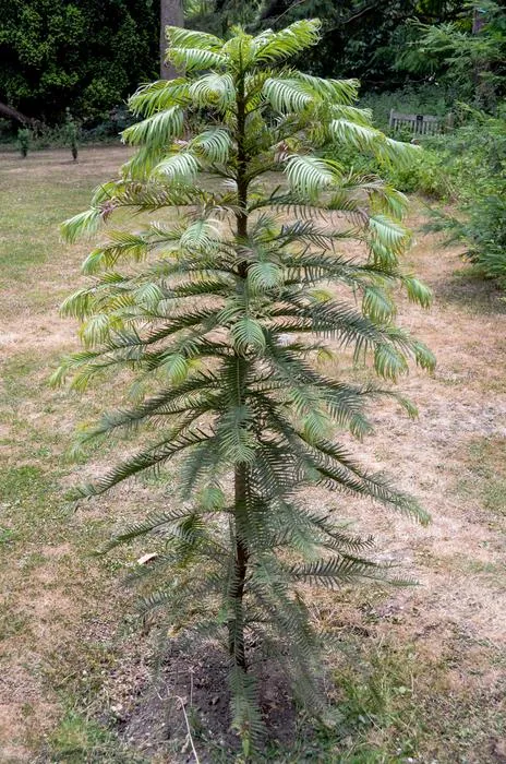 Wollemia nobilis is very common in cultivation, and a successful example of conservation