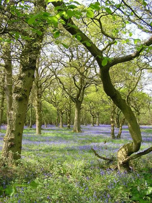 Wytham Woods 2
