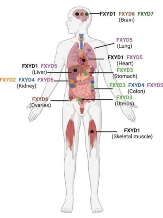 The diagram of the distribution of FXYD family members across tissues