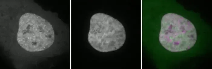 Cell loop gif