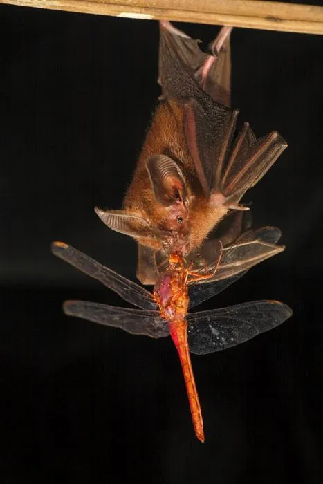 M Microtis eating a dragonfly