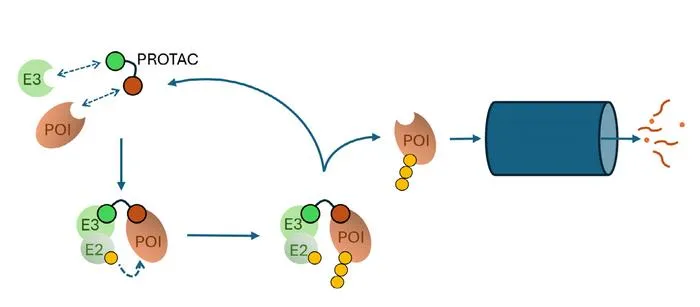 PROTACs and E3 ligases