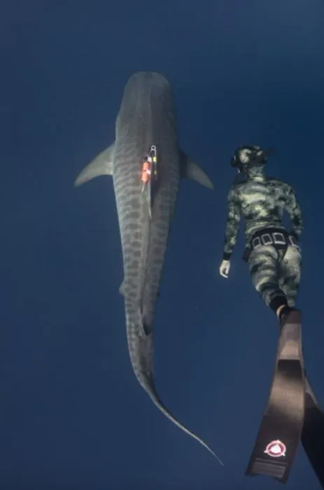 Researcher swimming with a shark