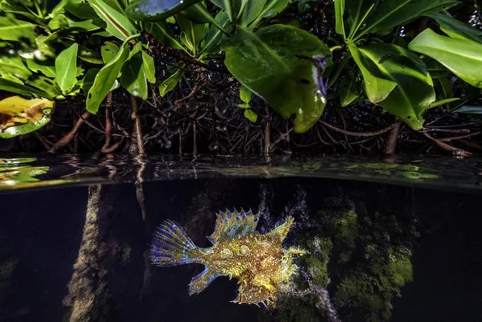 Sargassum Fish-OceanImageBank_LorenzoMittiga_2