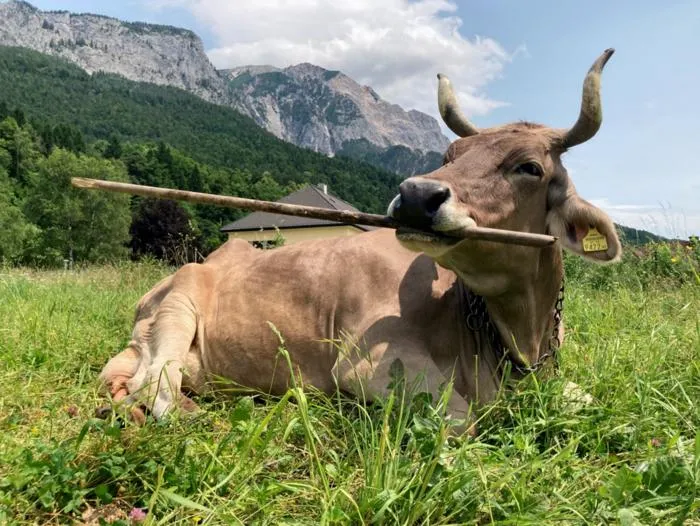 Veronika resting while using a stick