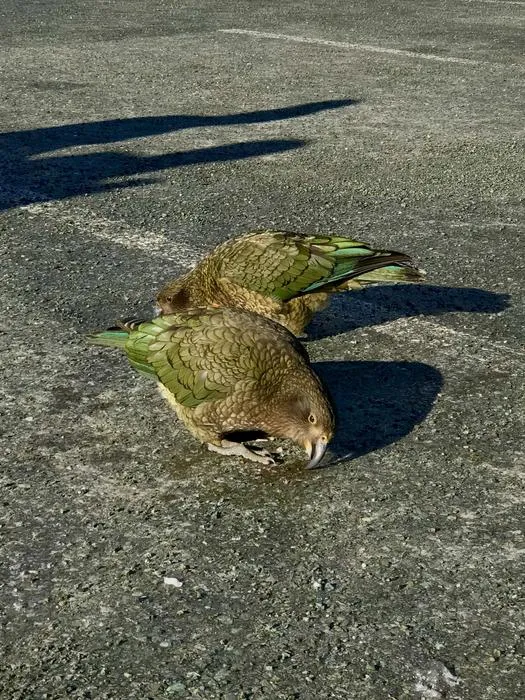 Animals on pavement