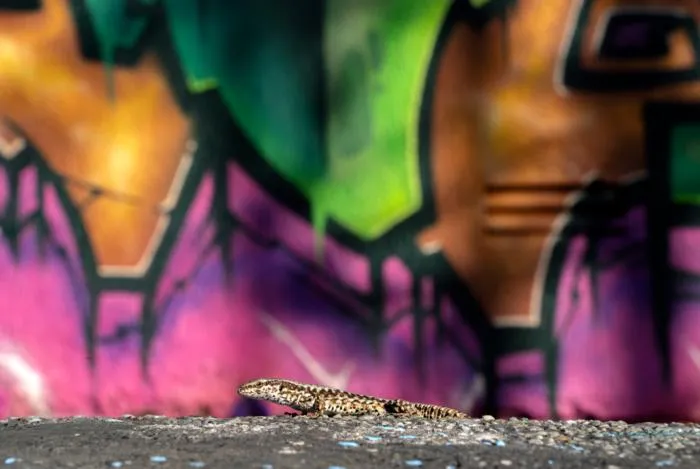 Lizard