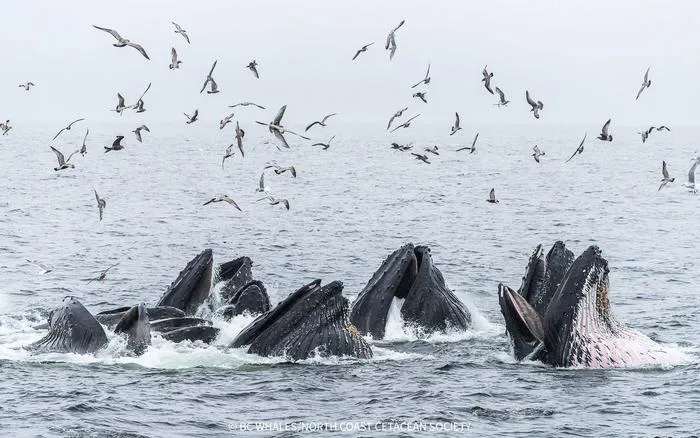 Humpback whales