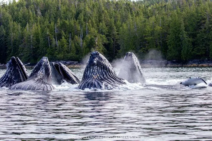 Humpback whales