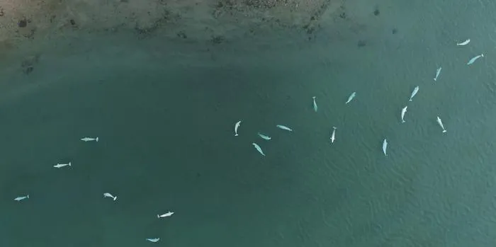 Beluga Whale Bulls