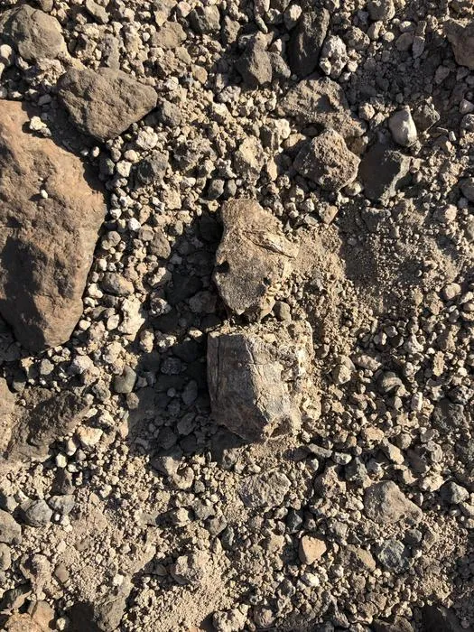 Fossils in discovery location