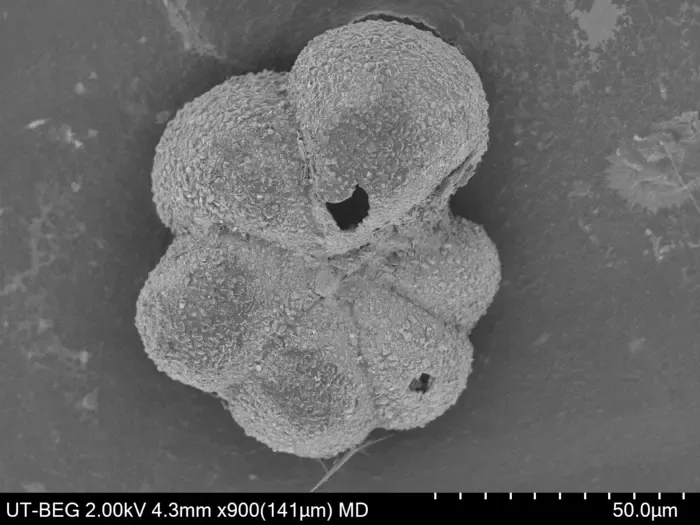 RBS-7_Parvularugoglobigerina_eugubina