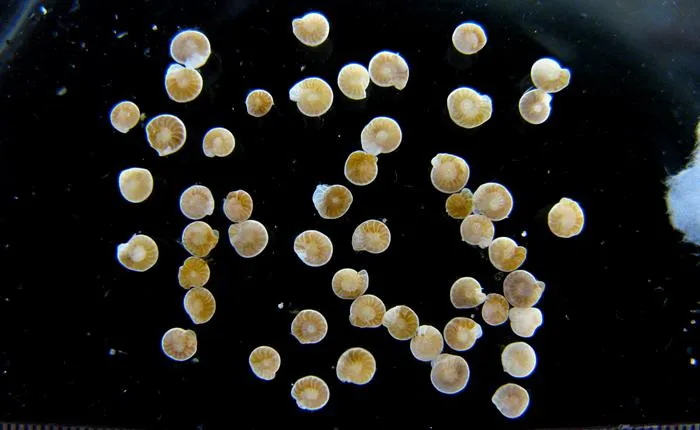 Scientists examined fossilis of tiny sea creatures dug up from the sea