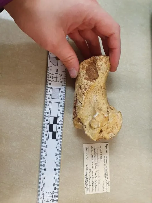 Jumping giants: Fossils show giant prehistoric kangaroos could still hop