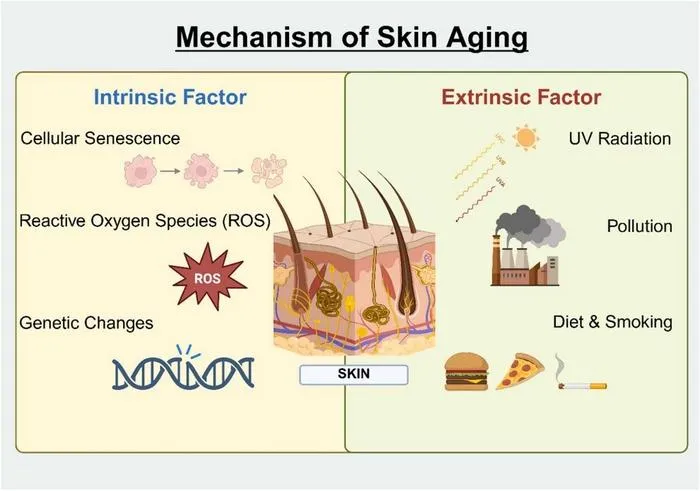 Fig. 1. Factors Involved in the Mechanism of Aging.