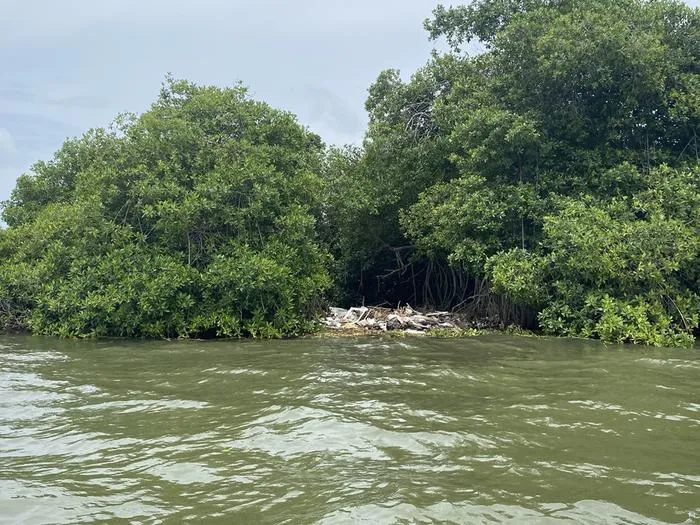 Litter invades the mangroves of tropical countries