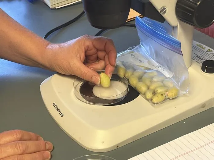 Pistachios on microscope