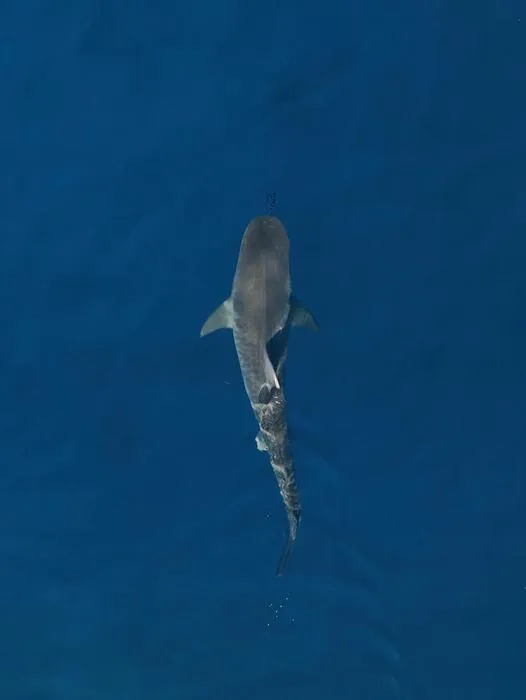 Tiger shark swimming