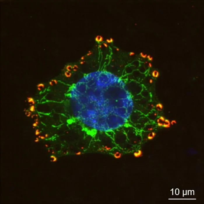Colorful cell