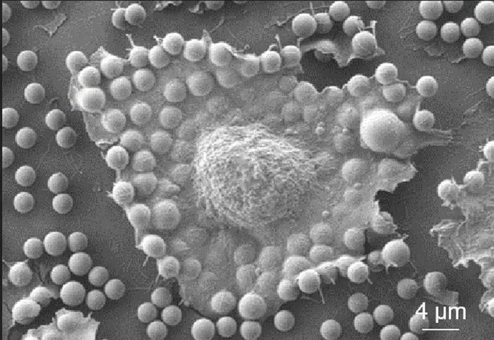 Cell on surface