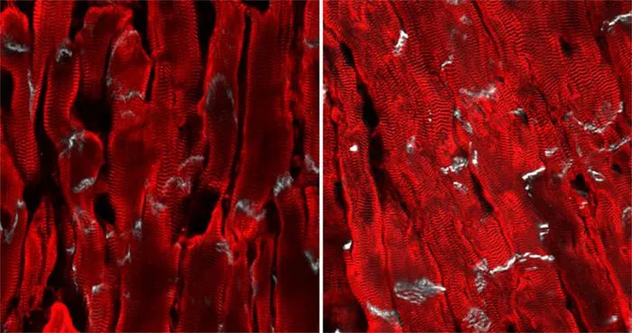 Composite Muscle Cells