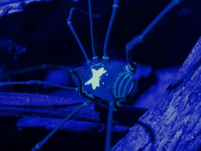 Harvestman Vononana adrik - UV light