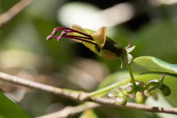 A. acuminatus