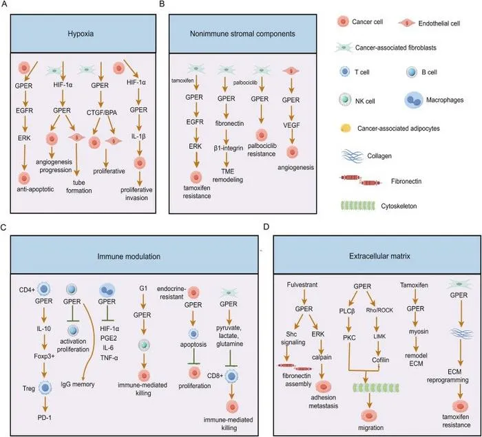Mechanisms of GPER-aroused tumor microenvironment changes