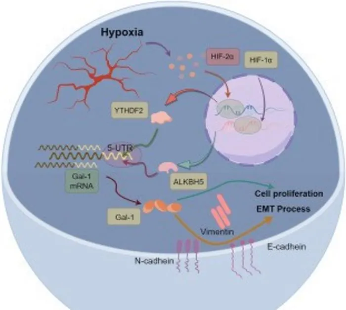 Schematic diagram of this study.
