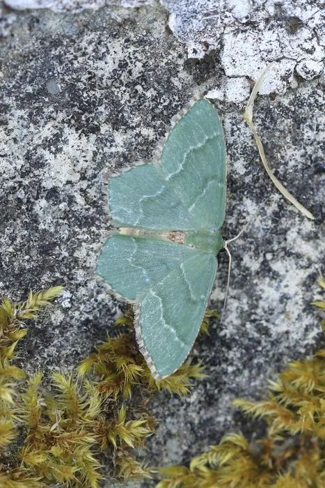 Common Emerald moth