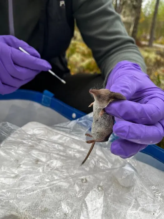 RodentSampling