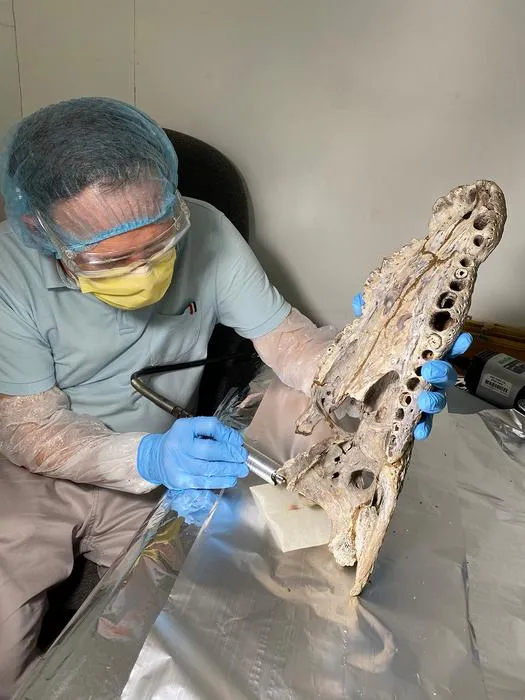 Sampling the Seychelles crocodiles