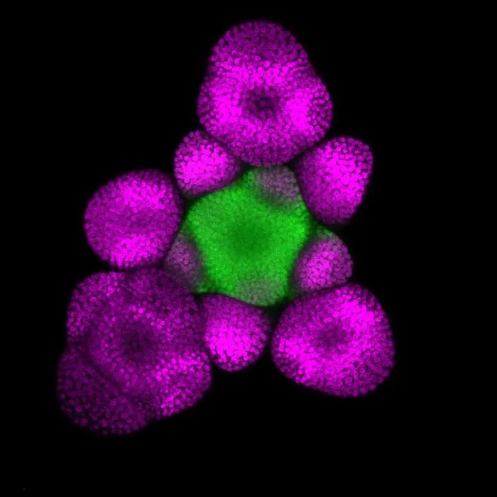 Huang image 2