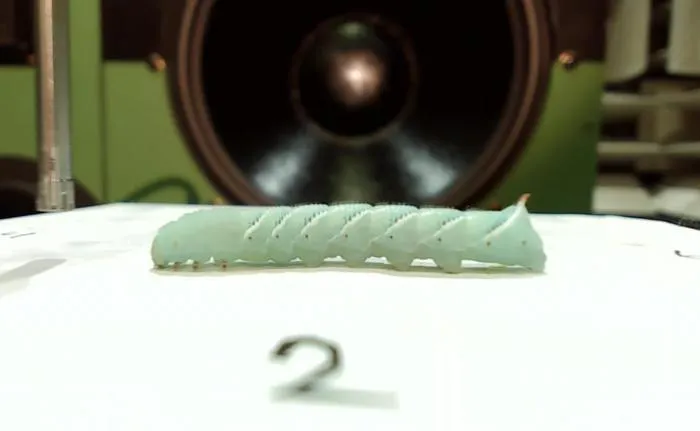Tobacco hornworm caterpillar