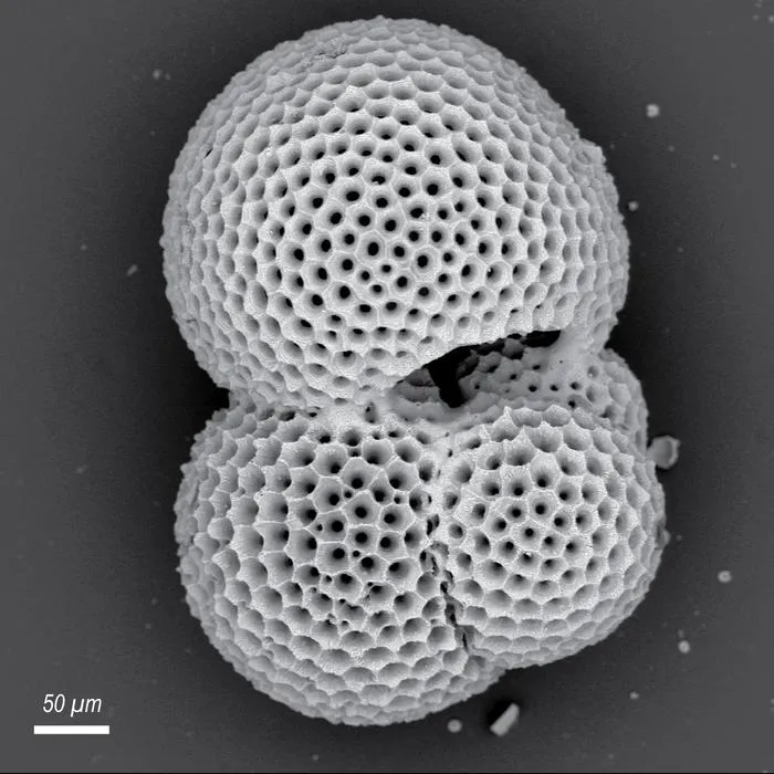 Microscope image of fossilised plankton
