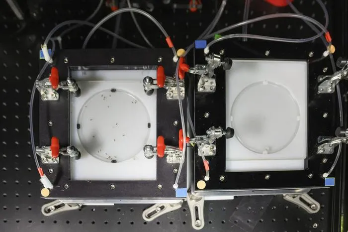 Tiny fruit fly brains offer big insights into why we eat